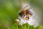Preview: Heimische Naturhecke für Vögel und Bienen im Container