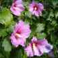 Preview: Edelhibiscus / Roseneibisch i. Sorten 40 - 60 cm