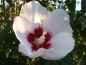 Preview: Edelhibiscus / Roseneibisch i. Sorten 40 - 60 cm