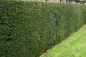 Preview: Taxus-Eibe im Topf/Container