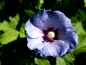 Preview: Edelhibiscus / Roseneibisch i. Sorten 40 - 60 cm