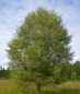 Preview: Baum des Jahres 2023 - Moorbirke 100-150cm im Container