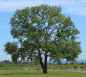Preview: Baum des Jahres 2006 - Schwarzpappel im Container