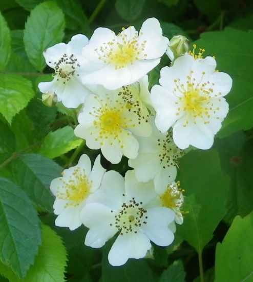 Wildrosenhecke - Vielblütige Rosen im 5er Paket