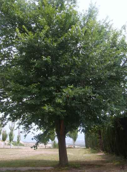 Baum des Jahres 1992 - Bergulme im 10er Bündel