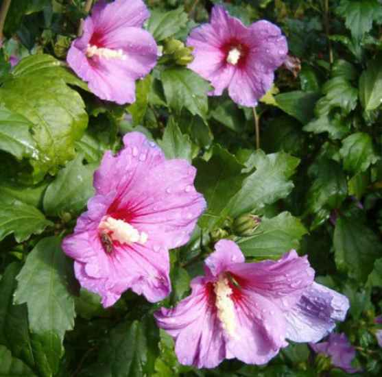 Edelhibiscus / Roseneibisch i. Sorten 40 - 60 cm
