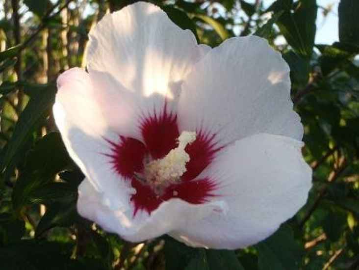 Edelhibiscus / Roseneibisch i. Sorten 40 - 60 cm