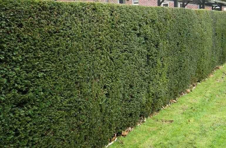 Taxus-Eibe im Topf/Container