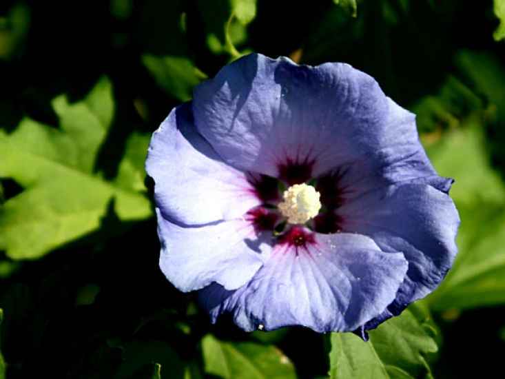 Edelhibiscus / Roseneibisch i. Sorten 40 - 60 cm