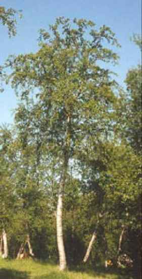 Moorbirke vHei. 125-150 cm