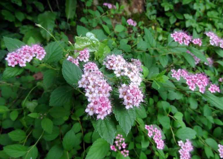 Rosa Zwergspiere im Topfballen - 10 Stück