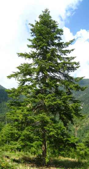Baum des Jahres 2004 - Weißtanne im 10er Bündel