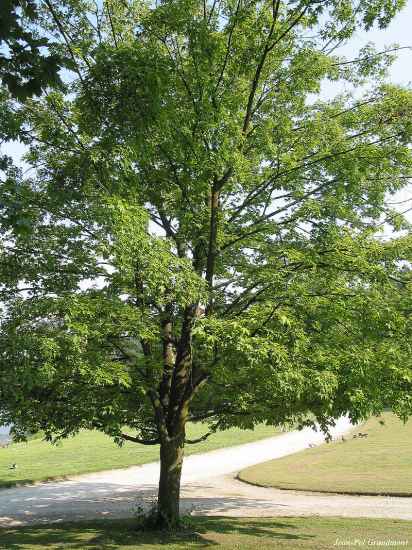 Baum des Jahres 2019 Flatterulme im Topf//Container Gr/ö/ße 50 bis 80 cm