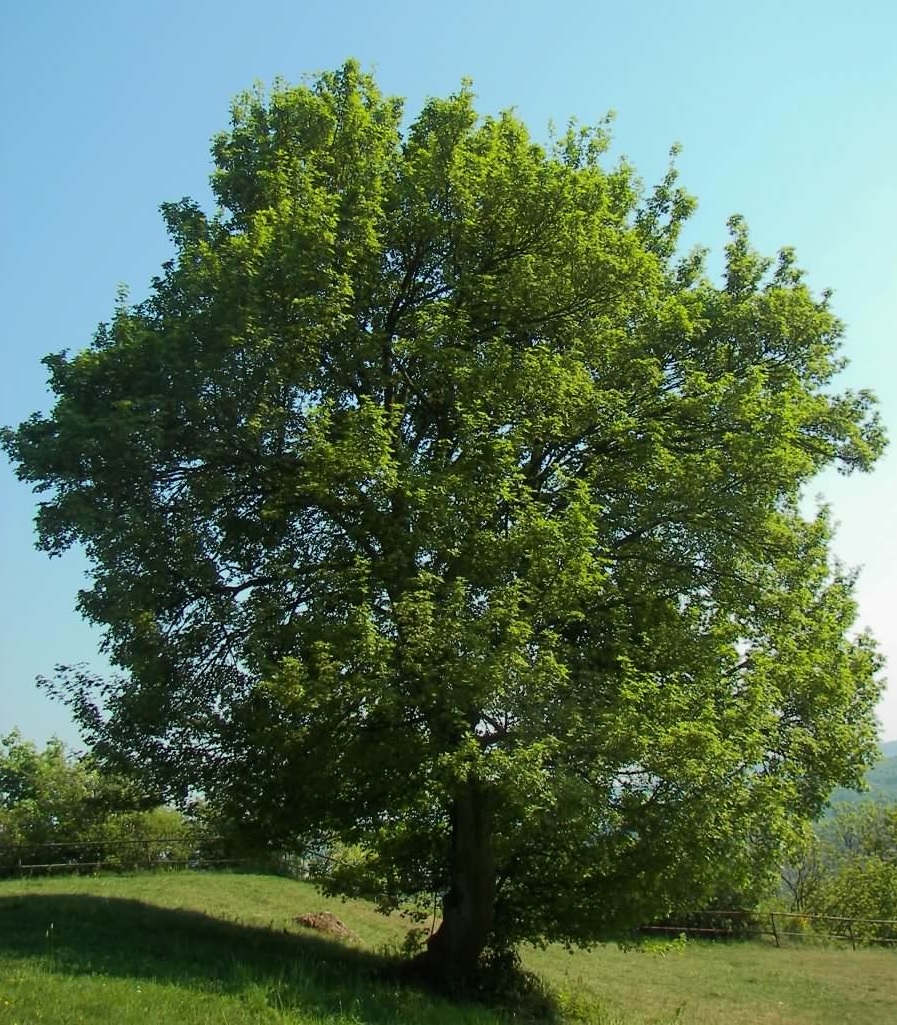 Müller Münchehof Pflanzen GmbH - Pflanzen für Forst, Landschaft und
