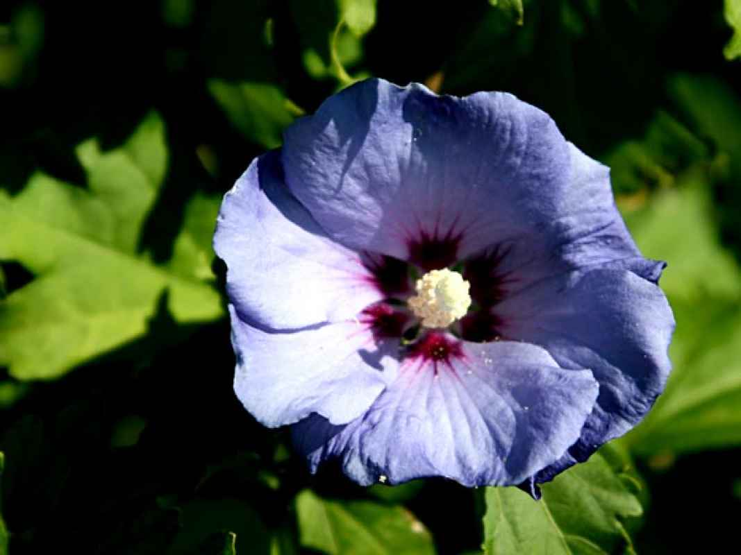 Edelhibiscus / Roseneibisch i. Sorten 40 - 60 cm