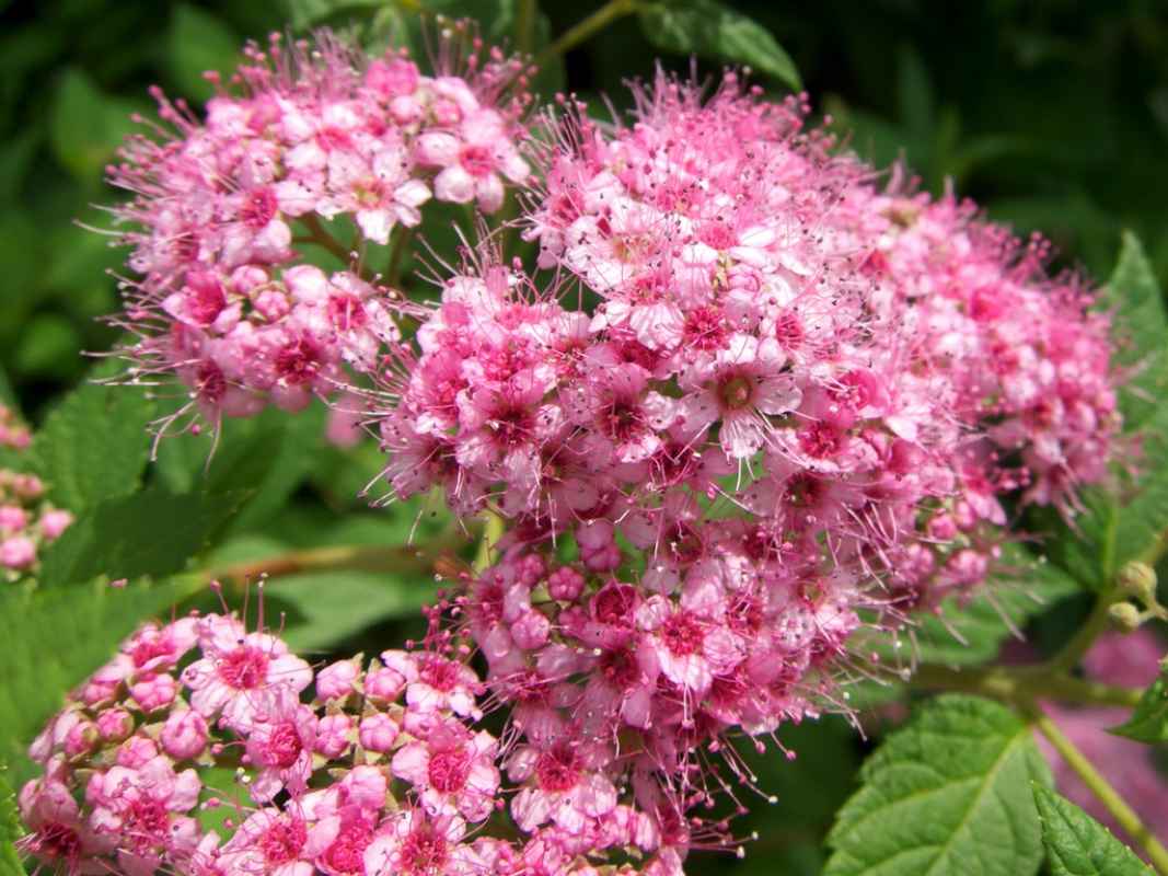 Rosa Zwergspiere im Topfballen - 10 Stück