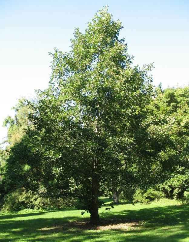 Baum des Jahres 2003 - Schwarzerle im Container