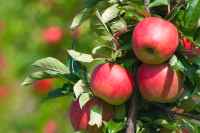 Herbstäpfel als Buschbaum