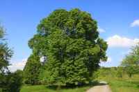 Baum des Jahres 1991 - Sommerlinde im 10er Bündel
