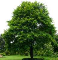 Baum des Jahres 2009 - Bergahorn im 10er Bündel