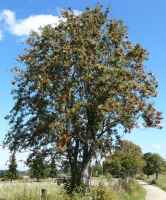 Baum des Jahres 1997 - Eberesche im 10er Bündel