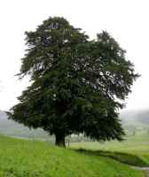 Baum des Jahres 1994 - Eibe im 10er Bündel