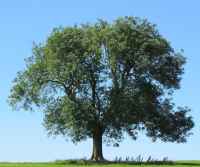 Baum des Jahres 2001 - Esche im 10er Bündel