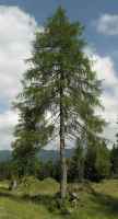 Baum des Jahres 2012 - Europäische Lärche im 10er Bündel