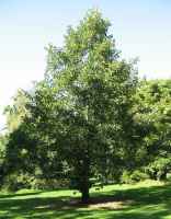 Baum des Jahres 2003 - Schwarzerle im 10er Bündel