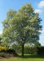Baum des Jahres 1999 - Silberweide im 10er Bündel