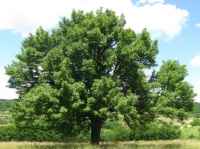 Baum des Jahres 1993 - Speierling im 10er Bündel
