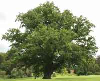 Baum des Jahres 2014 - Traubeneiche im 10er Bündel