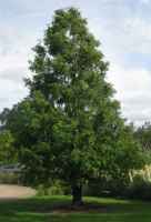 Urwelt-Mammutbaum im Topf 15-30 cm