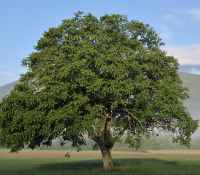 Baum des Jahres 2008 - Walnuss im 10er Bündel