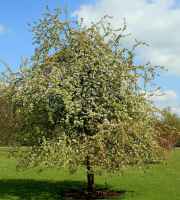 Baum des Jahres 2013 - Wildapfel im 10er Bündel