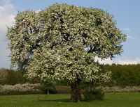 Baum des Jahres 1998 - Wildbirne im 10er Bündel